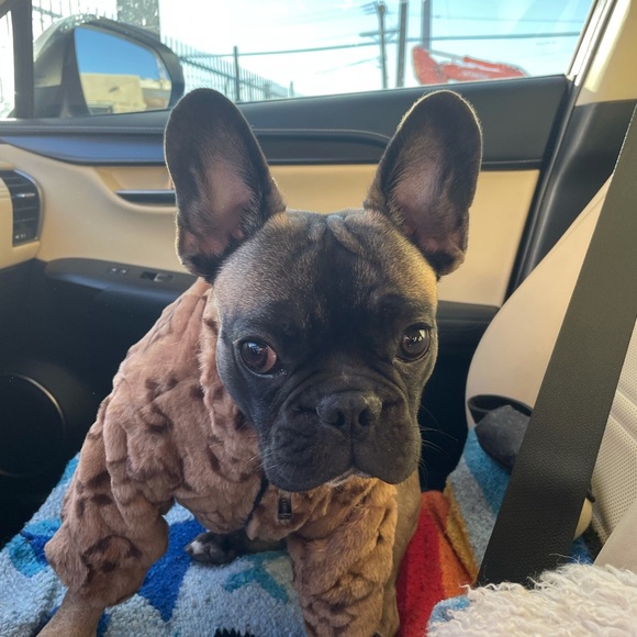 Meet your Posher, Carrie - Picture 1 of 9